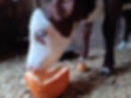 Pearl enjoying a pumpkin