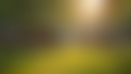 How to Honor and Celebrate Veterans in Your Life