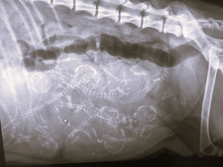 Røntgen tatt av Ona i dag