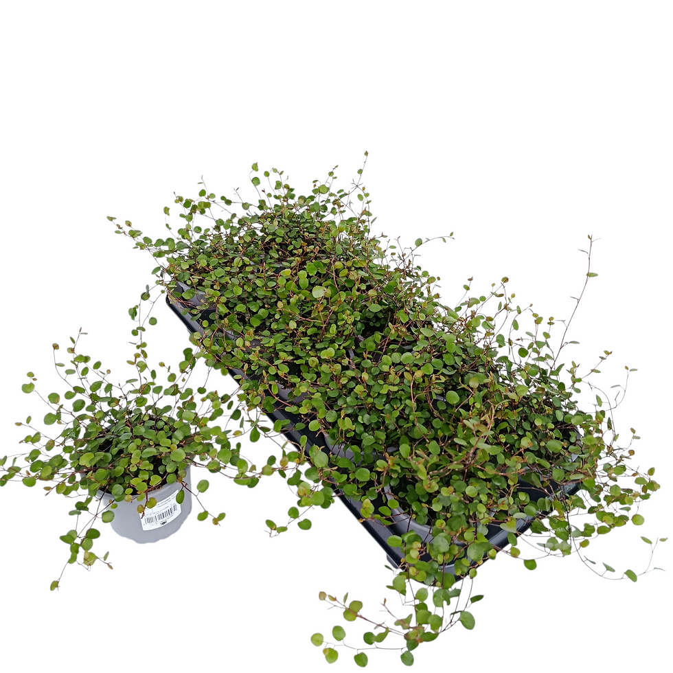 Muehlenbeckia 11er