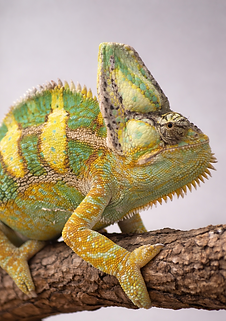 chameleon_edited.png