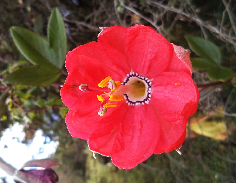Flor de Taxo