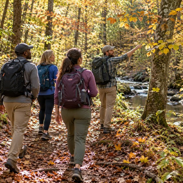Illustration: A small group of four adult hikers following a gentle leaf-covered woodland trail beside a shallow creek in the North Carolina Piedmont, guide gesturing toward a tree, dappled autumn light, low terrain without mountains, ordinary walking shoes and daypacks. Fictional scene; not a photograph of this venue or event.