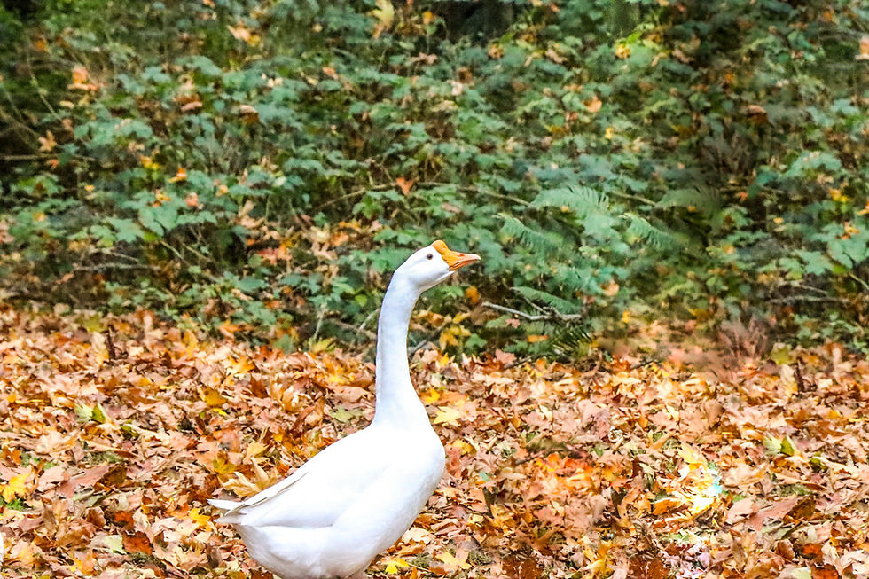 White Chinese Goose