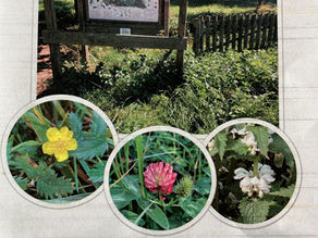 Den Wildkräutern auf der Spur