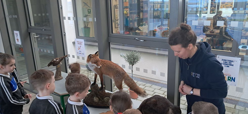 A Visit From Wild Nephin National Park