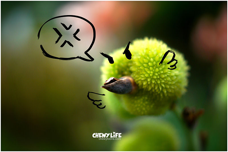 Angry Bird!