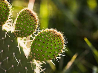 Revalorizan desechos de nopal como fertilizante para restaurar suelos