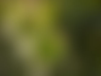Revalorizan desechos de nopal como fertilizante para restaurar suelos