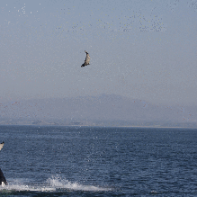 harbor-seal-toss