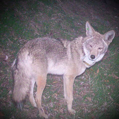 photo of a coyote