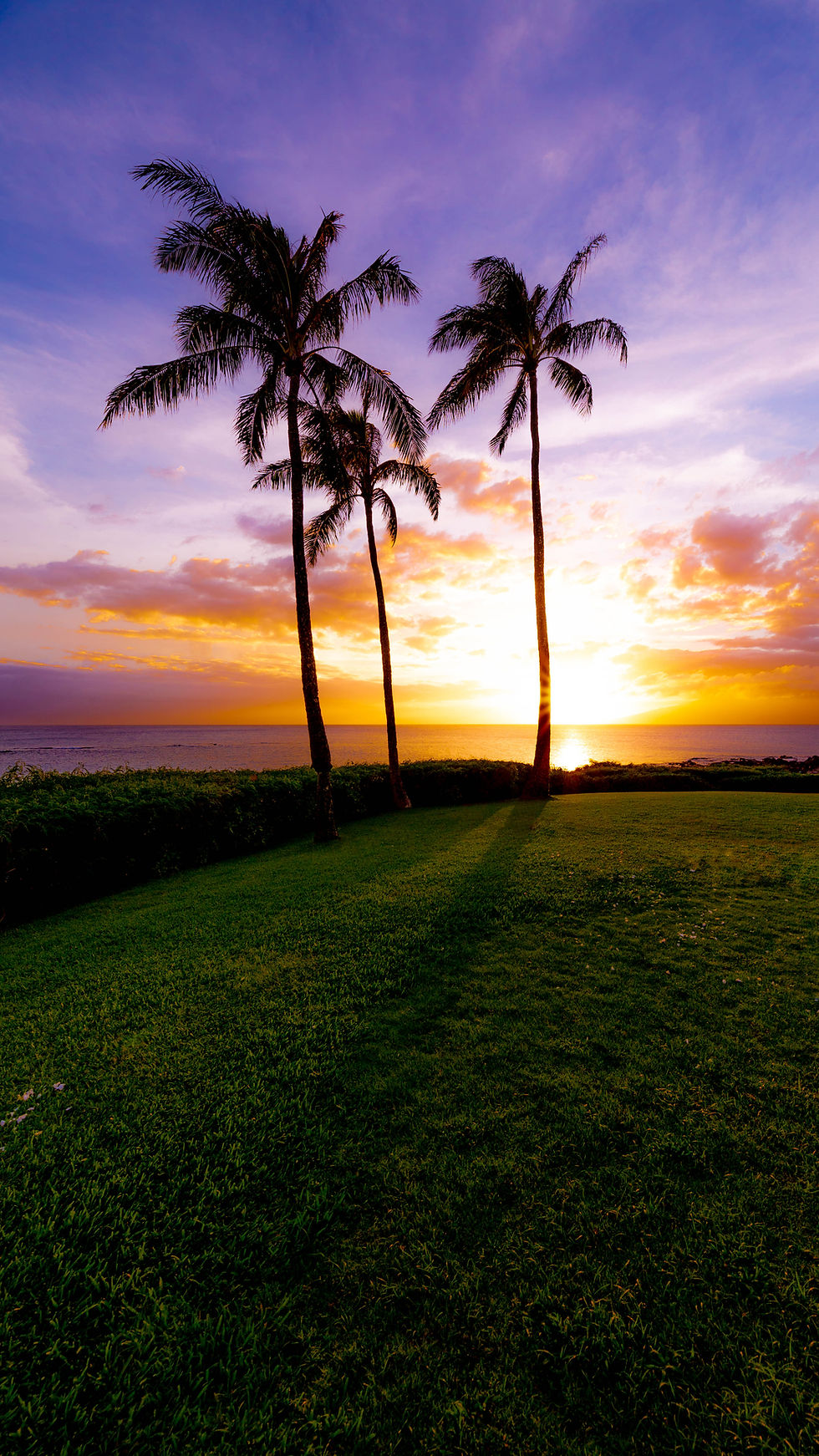 Hawaii Palms Sunset