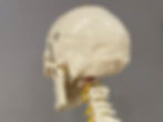 head and neck