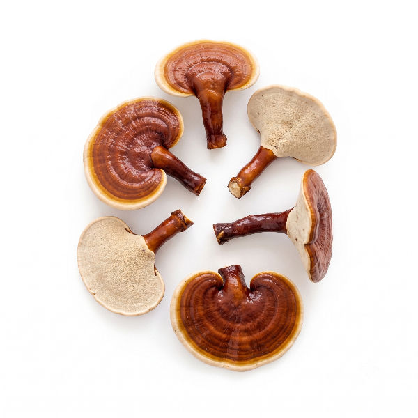 reishi_edited.jpg