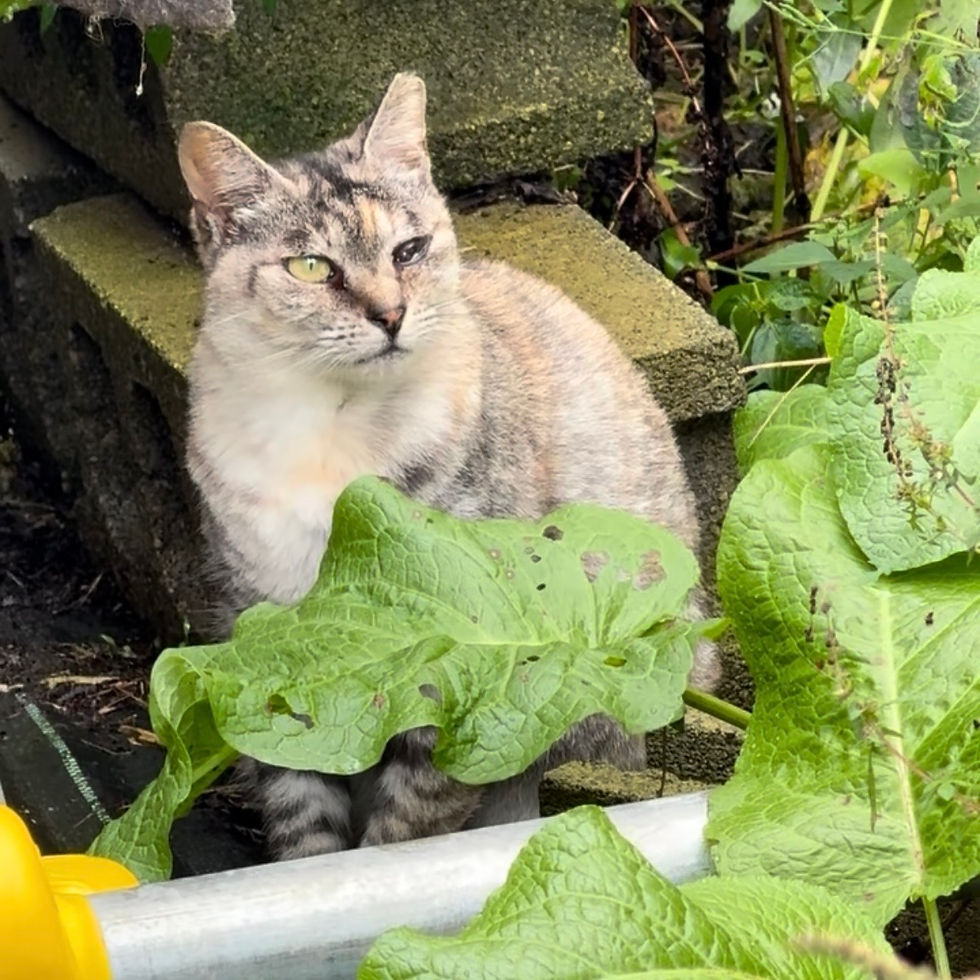 インテリアデザイン