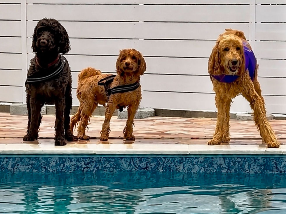 犬とプール