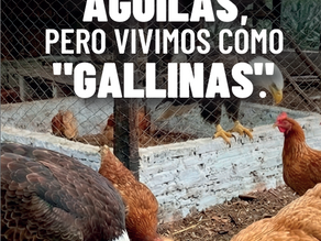 ÁGUILAS VIVIENDO COMO GALLINAS