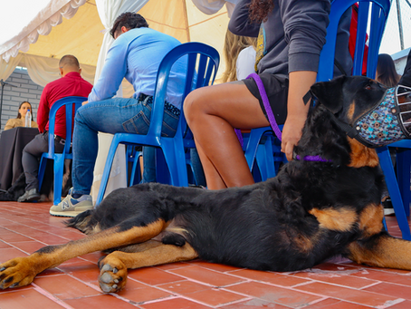 Conozca cómo acceder a la atención veterinaria gratuita en el Quindío