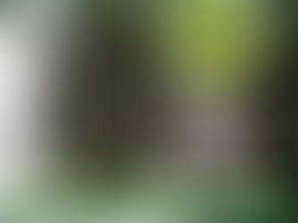 ‘Rutas Vivas’ llega al Quindío: Un respiro para la fauna silvestre en las carreteras del departamento