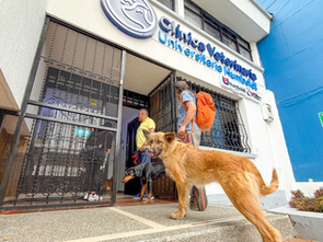 ATENCIÓN GRATIS PARA PERROS Y GATOS EN TODO EL QUINDÍO 🐶🐱Inversión de $130 millones para el 2026