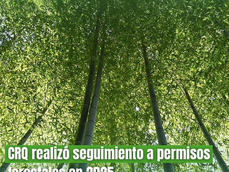 CRQ reporta balance de control forestal: Más de 500 visitas técnicas para proteger los bosques del Quindío