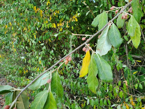 It Was the Berries: Fighting Autumn Olive's (Elaeagnus umbellata) Invasion in Appalachia