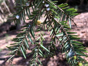 Hemlock Woolly Adelgid and How to Prevent the Destruction of your Hemlock Forest