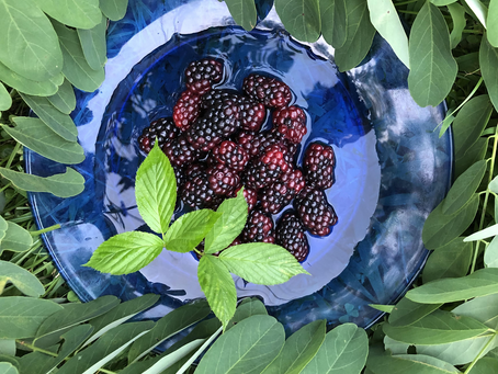 A bowl of freshly picked blackberries being washed outdoors. Photo by Tina Johnson.