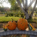 PUMPKINS