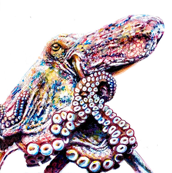 Octopus 5x5.jpeg