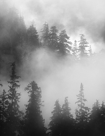 Forest Transparent
