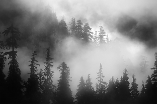 bosque transparente