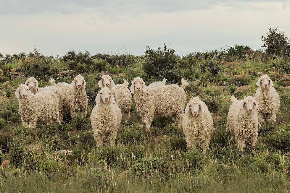 BORDEN ANGORA STUD 116 - Gerda Hayward - THE LIVESTOCK PHOTOGRAHER (50).jpg