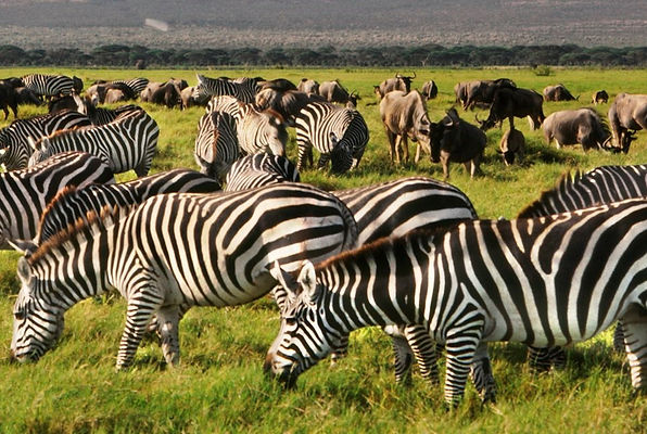 Amboseli