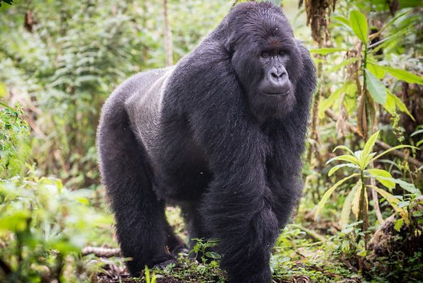 BWINDI IMPENETRABLE FOREST