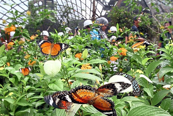 Butterfly farm