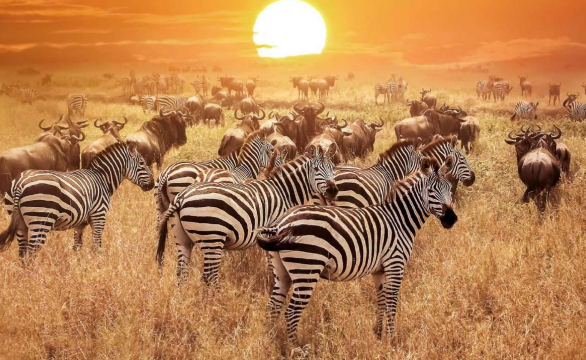 NGORONGORO CONSERVATION AREA