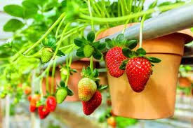 Big Red Strawberry farm