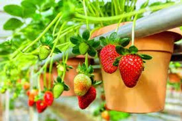 Big Red Strawberry farm