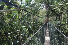 Canopy walkway