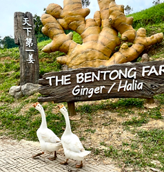 Bentong farm