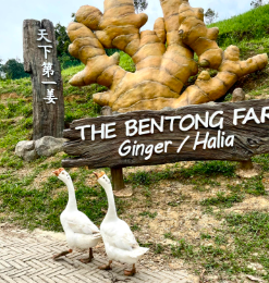 Bentong farm