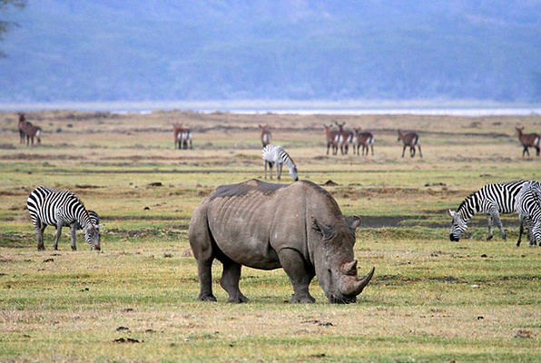 TARANGIRE NATIONAL PARK WILDLIFE SAFARI