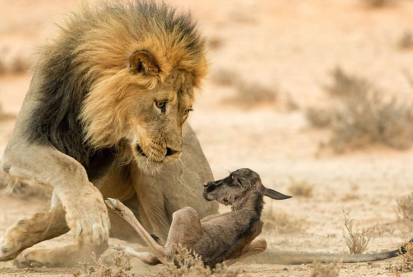 Amboseli National Park