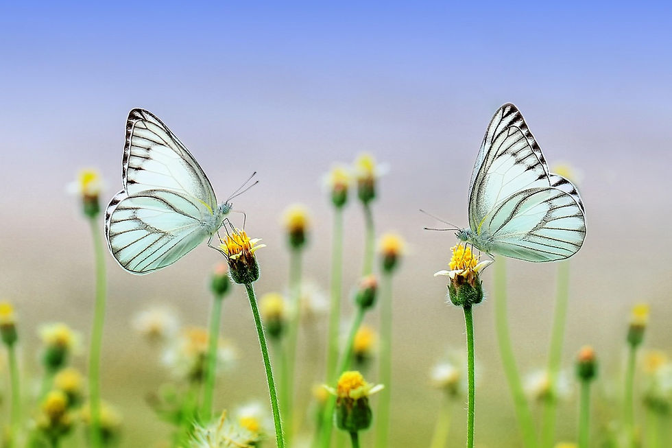 Beautiful, intricate, subtle butterflies in nature