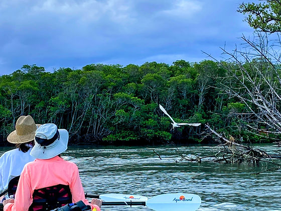guests kayaking and watching large white egret