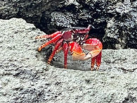 red mangrove crab