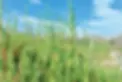 sali.webp