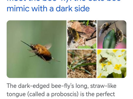 Womble Bee