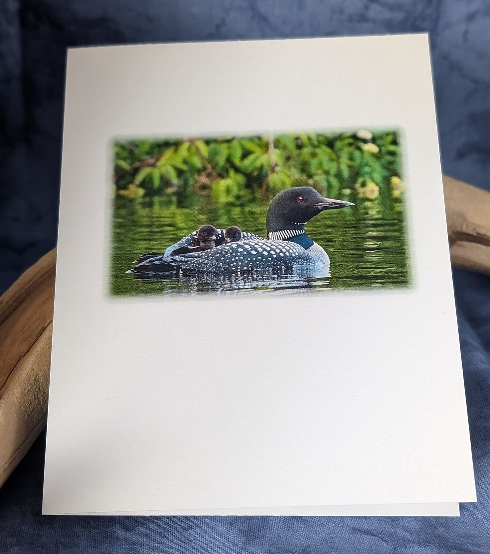 Thumbnail: Loon Note Card Set
